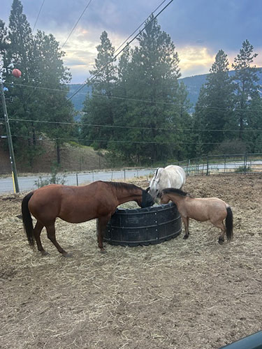 Okanagan Stables always takes very good care of their animals to ensure a satisfactory ride for everyone involved.