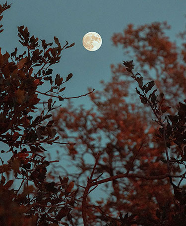 WOkanagan Stables offers a wonderful custom ride for you to enjoy an amazing ride under the Okanagan Valley moon.
